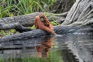 Extreme: Asie, Indonesie, Borneo, Kalimantan, Parc national