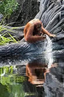 Extreme: Asie, Indonesie, Borneo, Kalimantan, Parc national