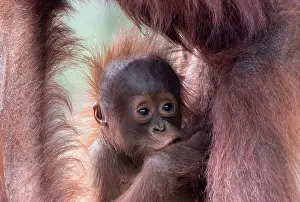 Pongo: Asie, Indonesie, Borneo, Kalimantan, Parc national