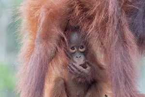 Pongo: Asie, Indonesie, Borneo, Kalimantan, Parc national