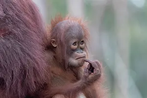 Pongo: Asie, Indonesie, Borneo, Kalimantan, Parc national