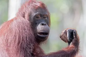 Pongo: Asie, Indonesie, Borneo, Kalimantan, Parc national