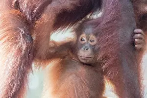 Pongo: Asie, Indonesie, Borneo, Kalimantan, Parc national