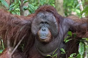 Pongo: Asie, Indonesie, Borneo, Kalimantan, Parc national