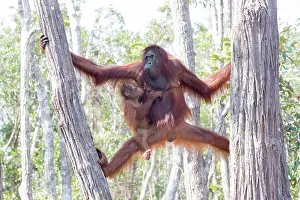 Pongo: Asie, Indonesie, Borneo, Kalimantan, Parc national