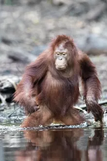 Pongo: Asie, Indonesie, Borneo, Kalimantan, Parc national
