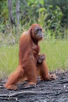 Pongo: Asie, Indonesie, Borneo, Kalimantan, Parc national
