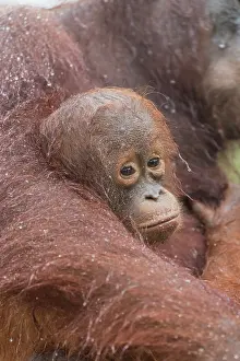 Pongo: Asie, Indonesie, Borneo, Kalimantan, Parc national