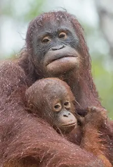Pongo: Asie, Indonesie, Borneo, Kalimantan, Parc national