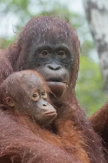Pongo: Asie, Indonesie, Borneo, Kalimantan, Parc national