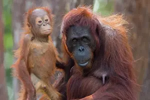 Pongo: Asie, Indonesie, Borneo, Kalimantan, Parc national
