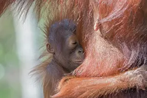 Pongo: Asie, Indonesie, Borneo, Kalimantan, Parc national