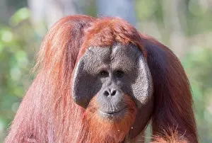 Pongo: Asie, Indonesie, Borneo, Kalimantan, Parc national