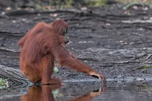 Pongo: Asie, Indonesie, Borneo, Kalimantan, Parc national
