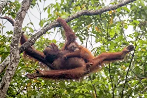 Extreme: Asie, Indonesie, Borneo, Kalimantan, Parc national