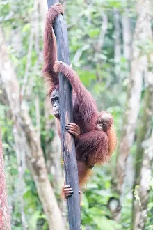 Extreme: Asie, Indonesie, Borneo, Kalimantan, Parc national