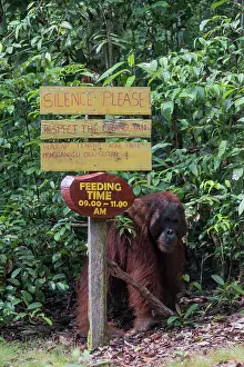 Pongo: Asie, Indonesie, Borneo, Kalimantan, Parc national
