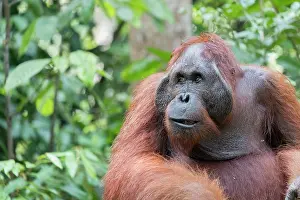 Pongo: Asie, Indonesie, Borneo, Kalimantan, Parc national