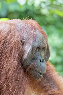 Pongo: Asie, Indonesie, Borneo, Kalimantan, Parc national