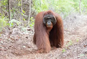 Pongo: Asie, Indonesie, Borneo, Kalimantan, Parc national