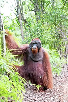 Pongo: Asie, Indonesie, Borneo, Kalimantan, Parc national