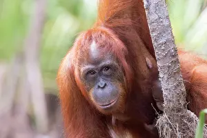 Pongo: Asie, Indonesie, Borneo, Kalimantan, Parc national