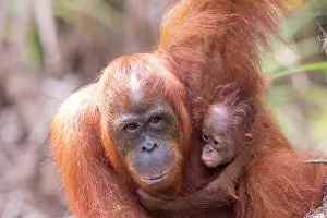 Pongo: Asie, Indonesie, Borneo, Kalimantan, Parc national