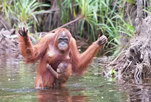 Pongo: Asie, Indonesie, Borneo, Kalimantan, Parc national