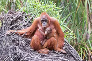 Pongo: Asie, Indonesie, Borneo, Kalimantan, Parc national