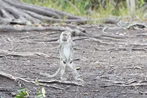 Macaque: Asie, Indonesie, Borneo, Kalimantan, Parc national