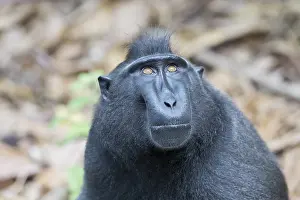 Negre: Asie, indonesie, Sulawesi, Sulawesi