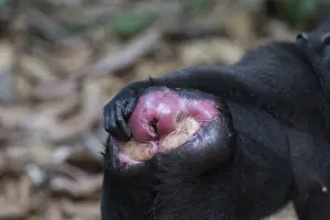 Dtail: Asie, indonesie, Sulawesi, Sulawesi