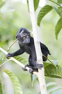 Indonsie: Asie, indonesie, Sulawesi, Sulawesi