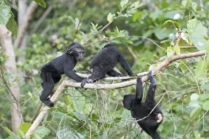 Indonsie: Asie, indonesie, Sulawesi, Sulawesi