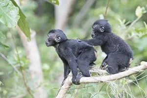 Indonsie: Asie, indonesie, Sulawesi, Sulawesi