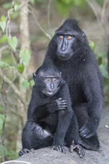 Indonsie: Asie, indonesie, Sulawesi, Sulawesi