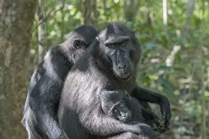 Indonsie: Asie, indonesie, Sulawesi, Sulawesi