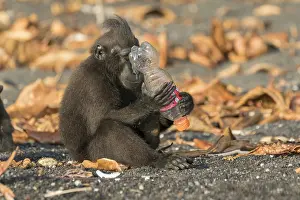 Sable: Asie, indonesie, Sulawesi, Sulawesi