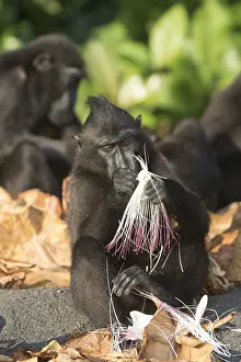 Manger: Asie, indonesie, Sulawesi, Sulawesi