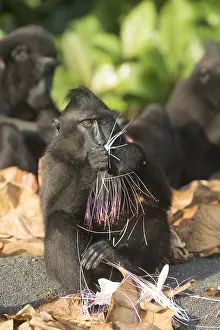 Manger: Asie, indonesie, Sulawesi, Sulawesi