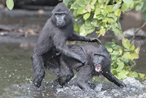Nigra: Asie, indonesie, Sulawesi, Sulawesi