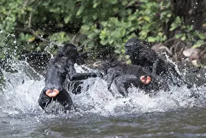 Nigra: Asie, indonesie, Sulawesi, Sulawesi