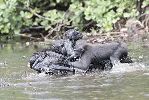 Nigra: Asie, indonesie, Sulawesi, Sulawesi