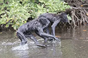 Nigra: Asie, indonesie, Sulawesi, Sulawesi