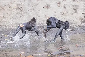 Nigra: Asie, indonesie, Sulawesi, Sulawesi