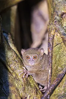 Tarsius: Asie, indonesie, Sulawesi, Sulawesi