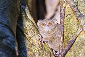 Tarsius: Asie, indonesie, Sulawesi, Sulawesi