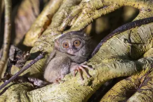Tarsius: Asie, indonesie, Sulawesi, Sulawesi