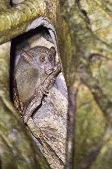 Tarsius: Asie, indonesie, Sulawesi, Sulawesi