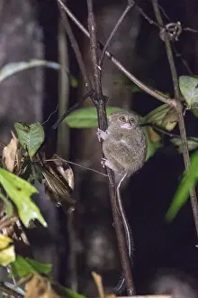 Tarsius: Asie, indonesie, Sulawesi, Sulawesi